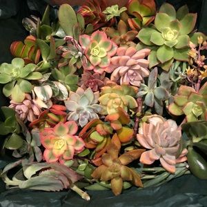 Assorted succulent clippings